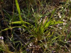 Hibbertia complanata