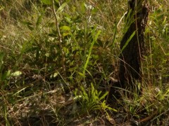 Hibbertia complanata