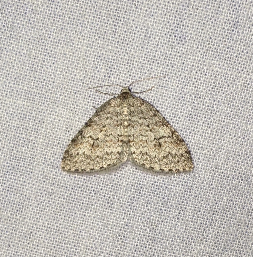 Pearsall's Carpet Moth