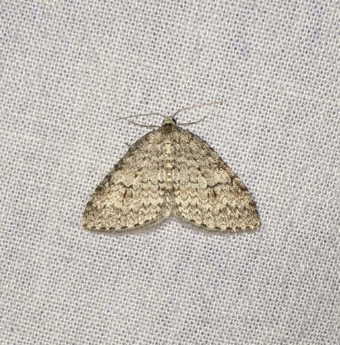 Pearsall's Carpet Moth