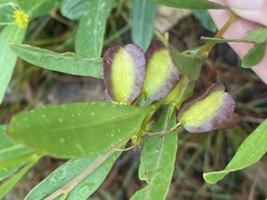 Dodonaea lanceolata