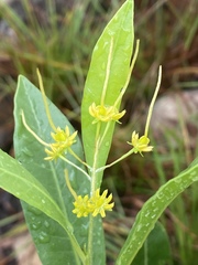 Dodonaea lanceolata