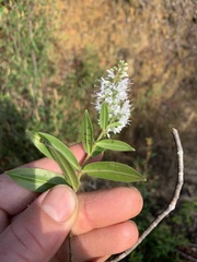 Veronica pubescens pubescens