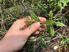 Veronica pubescens pubescens