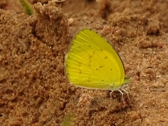 Eurema brigitta brigitta