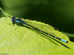 Chromagrion conditum