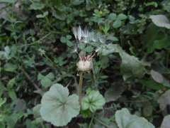 Taraxacum proximum