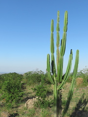 Cereus stenogonus