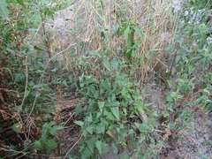 Atriplex prostrata latifolia