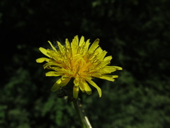 Taraxacum proximum