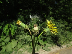 Taraxacum proximum