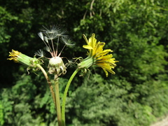 Taraxacum proximum