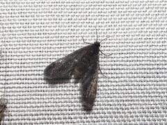 Elophila tinealis