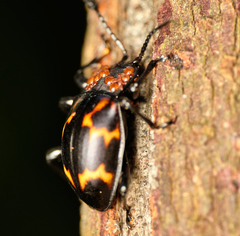Gerstaeckerus rubropictus