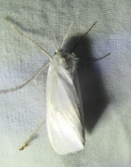 Rupela tinctella
