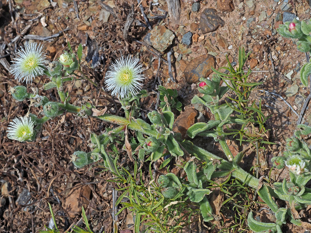 Crystalline ice plant from Oudtshoorn, Kleine Karoo, Eden, Western Cape