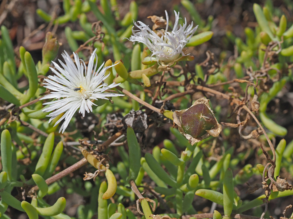 Splendid Dropfig from Oudtshoorn, Kleine Karoo, Eden, Western Cape