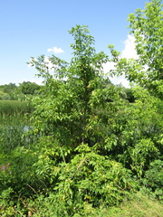 Fraxinus pennsylvanica lanceolata