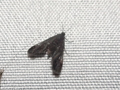 Elophila tinealis