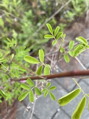 Melilotus albus