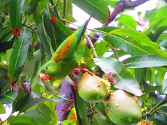 Brotogeris jugularis