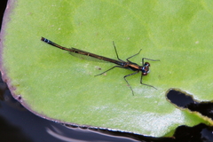 Austrocnemis maccullochi