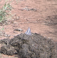 Charaxes saturnus