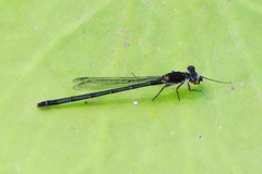 Austrocnemis maccullochi