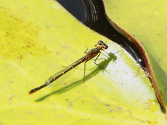 Austrocnemis maccullochi