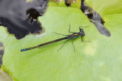 Austrocnemis maccullochi