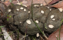 Poronia erici