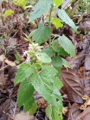 Teucrium vesicarium