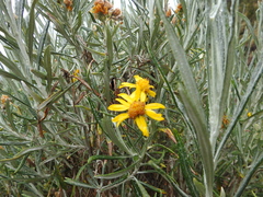 Senecio cinerarioides