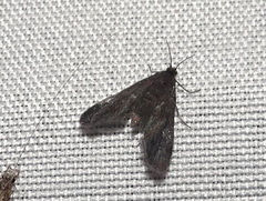 Elophila tinealis
