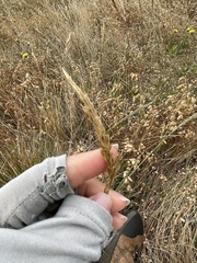 Deschampsia cespitosa holciformis