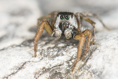 Habronattus borealis