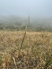 Elymus glaucus glaucus
