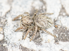 Habronattus borealis