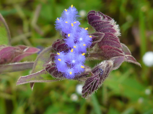 Cyanotis tuberosa (Roxb.) Schult. & Schult.f.