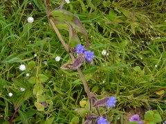 Cyanotis tuberosa