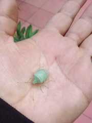 Chlorocoris rufopictus