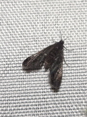 Elophila tinealis