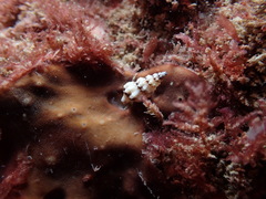 Microcolus dunkeri