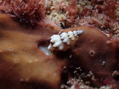 Microcolus dunkeri