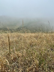 Elymus glaucus glaucus