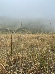 Elymus glaucus glaucus