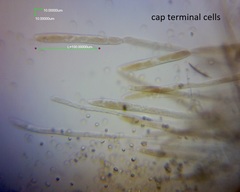 Pluteus microspermus