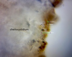 Pluteus microspermus