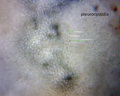 Pluteus microspermus