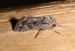 Ulolonche orbiculata